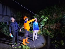 Dihempas Angin Kencang, Sembilan Pohon Tumbang di Kota Malang