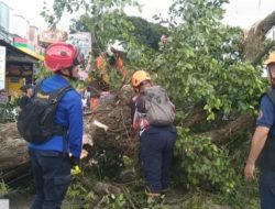 Pohon Tumbang Timpa Empat Korban, Akses Jalan Malang-Surabaya Macet Panjang