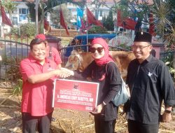 Serahkan Hewan Kurban ke DPC PDIP Kota Malang dan Kota Batu, Andreas Eddy Susetyo Ingatkan Konsistensi dalam Melakukan Kerja Sosial dan Gotong Royong