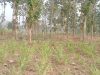 Berdasar SK.10262/MENLHK-PSKL/PSL.0/12/2019 PROJO Kabupaten Malang Pertanyakan Lahan 454,2 Hektare yang Dikelola LMDH di Kalipare