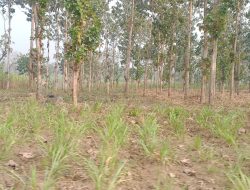 Berdasar SK.10262/MENLHK-PSKL/PSL.0/12/2019 PROJO Kabupaten Malang Pertanyakan Lahan 454,2 Hektare yang Dikelola LMDH di Kalipare