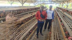 Pulang dari Malaysia : Edi Suwanto Bangun Peternakan Ayam Petelur hingga Terus Berkembang, Ini Rahasianya 