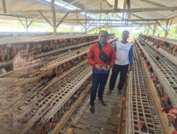 Pulang dari Malaysia : Edi Suwanto Bangun Peternakan Ayam Petelur hingga Terus Berkembang, Ini Rahasianya 